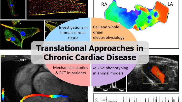 Our programme of work aims to understand nitric oxide (NO) and redox signalling in healthy and diseased myocardium, with a particular focus on atrial fibrillation (AF) and heart failure with preserved ejection fraction (HFpEF).  Building on the resources and original discoveries that we have made recently, we plan to test novel interventions that aim to correct the myocardial substrate that promotes the new onset of AF, or HFpEF, or prevent the adverse atrial remodelling that is induced by AF.