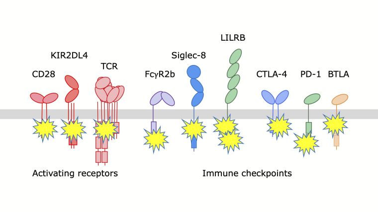 We are interested in how lymphocytes decide to mount immune responses against, for example, tumours. This involves trying to understanding how leukocyte receptors, such as the T-cell receptor and immune checkpoints, are triggered.