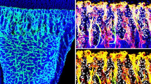 Specialized blood vessels (green/yellow) form nurturing niches for osteoprogenitor cells (white) in bone