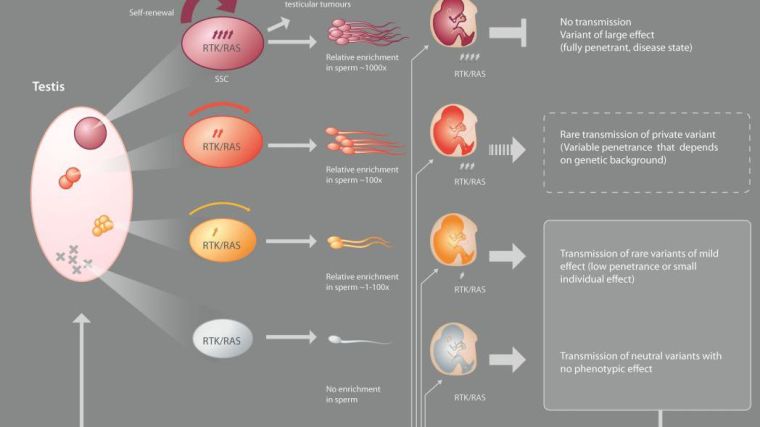 We are using a human genetic approach that relies on the latest developments of Next Generation Sequencing technology to study the intimate relationship that exists between the occurrence of new mutations and the regulation of cell fate choices in the male germline. Because life-long production of sperm is supported by regular divisions of so-called spermatogonial stem cells, each one of us acquire ~30-100 new mutations in our genome, the majority of which is paternal in origin.
