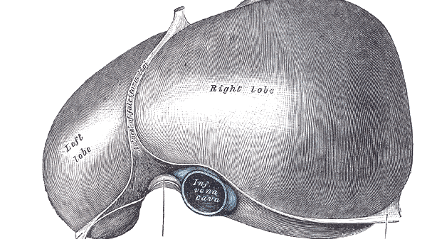 Line drawing of liver