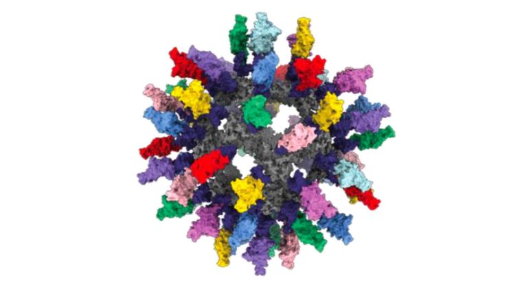 Structural model of the mosaic-8 RBD-mi3 nanoparticle design.

Fan et al., (in press) https://www.biorxiv.org/content/10.1101/2022.06.28.497989v1 
Cohen et al., (2022) Science https://www.science.org/doi/10.1126/science.abq0839