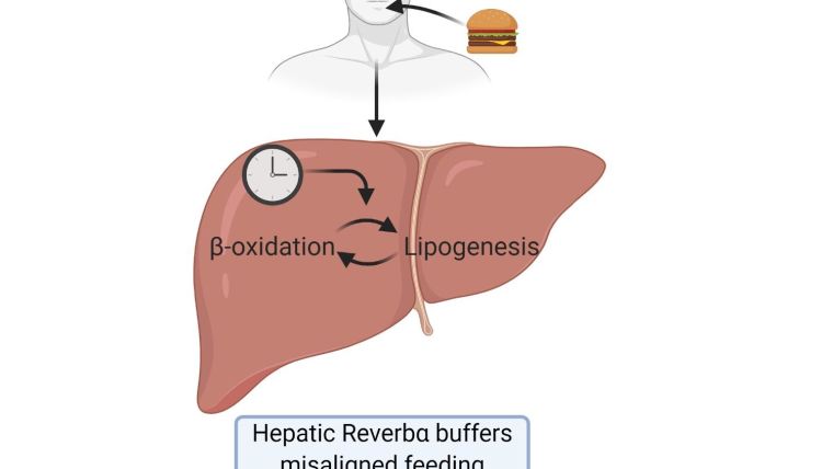 Schematic drawing showing male figure with food and liver drawing.
