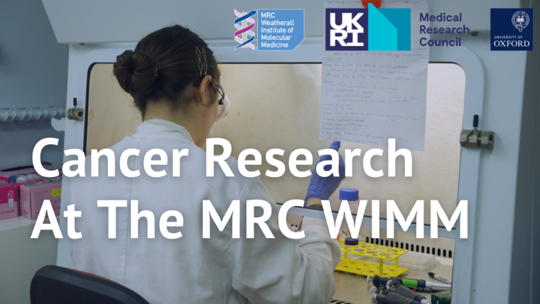 A scientist sitting in front of a tissue culture station pipetting a liquid, with the text "Cancer Research at the MRC WIMM" overlaid on top of the image.